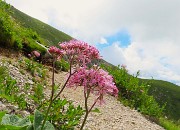 49 Adenostyles glabra (Cavolaccio verde)